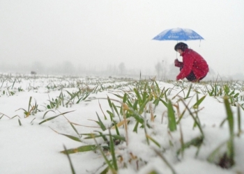 Неприятное лидерство: в Николаевской области больше всего площадей с невзошедшей озимкой