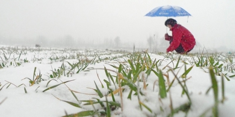 Неприятное лидерство: в Николаевской области больше всего площадей с невзошедшей озимкой