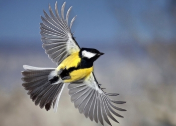 Николаевский зоопарк объявил конкурс для поэтов