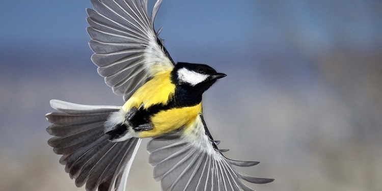 Николаевский зоопарк объявил конкурс для поэтов