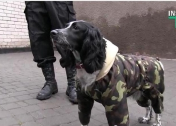 Чуткие носы Николаевской таможни