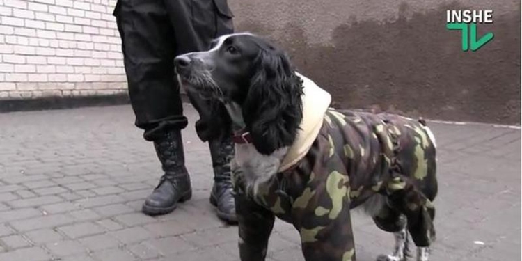 Чуткие носы Николаевской таможни