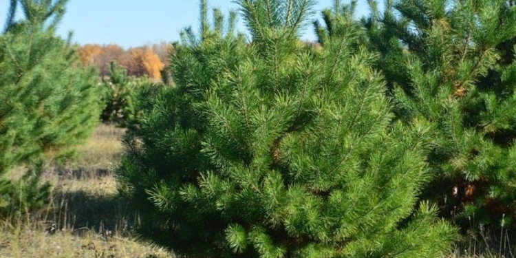 То ли меньше нарушают, то ли… В ходе операции «Новогодняя елка» составлено всего 9 протоколов