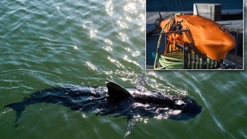 “Бесшумный Немо”: в США военные успешно испытали робота-рыбу