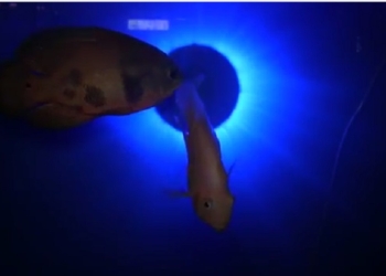 Делай с нами. «Запускаем» аквариум