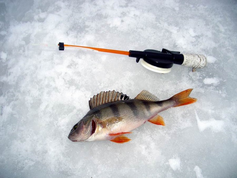 С сегодняшнего дня устанавливается запрет на лов рыбы в зимовальных ямах 1
