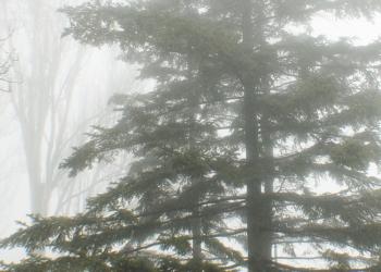На Крещение в Николаев пришел туман
