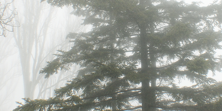 На Крещение в Николаев пришел туман