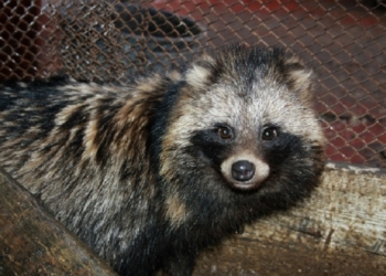 «Жена увидела енота в «Стражах галактики» и захотела такого же»: чтобы выкупить енотовидную собаку у охотника-украинофоба, еще и не такое придумаешь