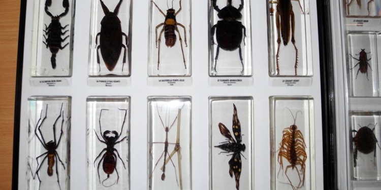 Бывшая жительница Николаева, переехавшая во Францию, подарила нашему зоопарку энтомологическую коллекцию