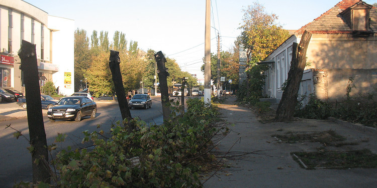 Обрезание по правилам: «Николаевобленерго» не будут больше варварски кромсать деревья