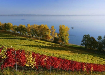 Крымские винодельческие предприятия могут полностью остановиться