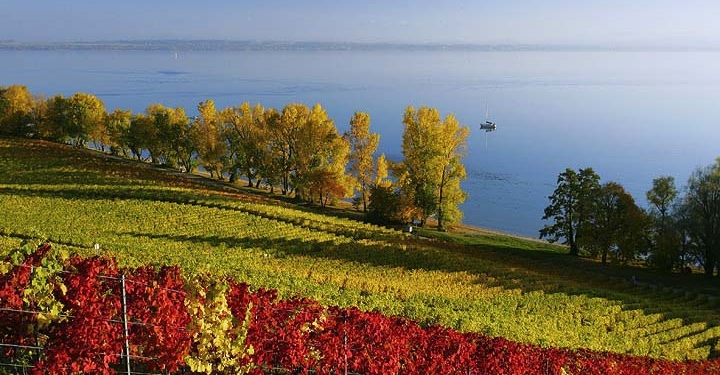 Крымские винодельческие предприятия могут полностью остановиться