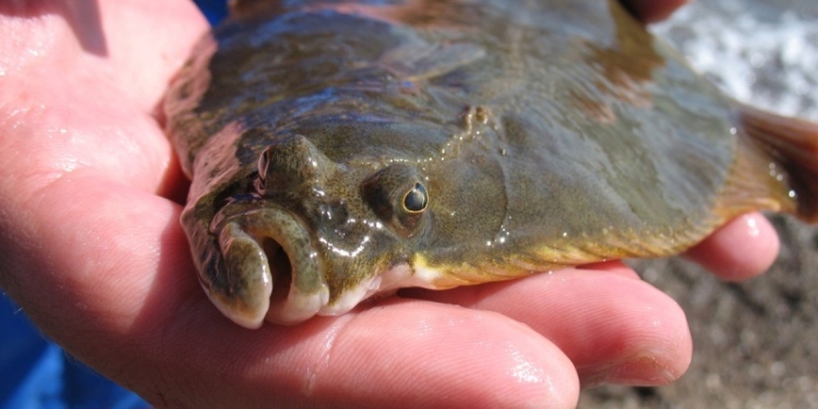 «Виляет хвостом, как скаженый»: до 30 апреля ловить глосика – зась