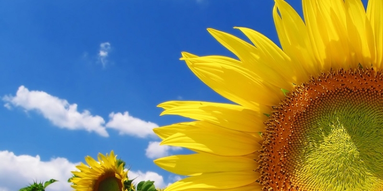 Не допустил ГАСИ к проверке, заплатишь штраф: ООО «Соняшниковий світанок» мог бы с большим толком использовать почти 12 тыс.грн.