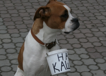 Его б самого, да «на кашу»: житель «Лесков» заставляет свою собаку попрошайничать на Советской