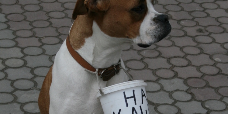 Его б самого, да «на кашу»: житель «Лесков» заставляет свою собаку попрошайничать на Советской