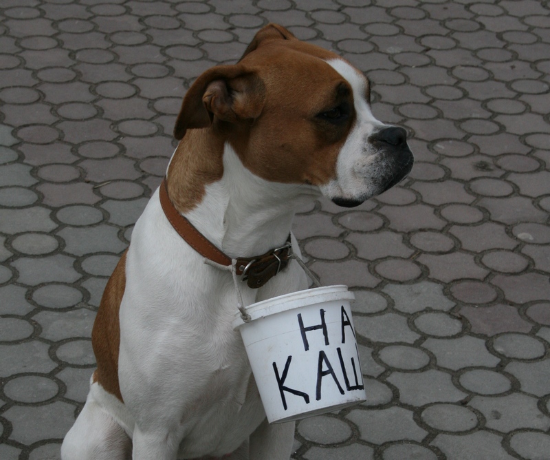 Его б самого, да «на кашу»: житель «Лесков» заставляет свою собаку попрошайничать на Советской 9