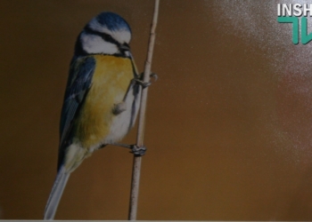 «Бандеровские» птички – не только синички, дятлы тоже – сало любят… В Николаеве открылась уникальная фотовыставка