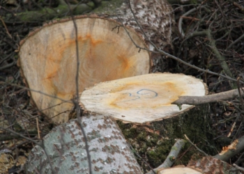 В Национальном природном парке «Бугский Гард» вырубили 1200 деревьев и 416 кустарников и сняли плодородный слой почвы