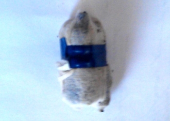 У заключенного Казанковской колонии нашли странный предмет