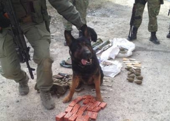 СБУ обезвредила тайник террористов с шестью килограммами тротила