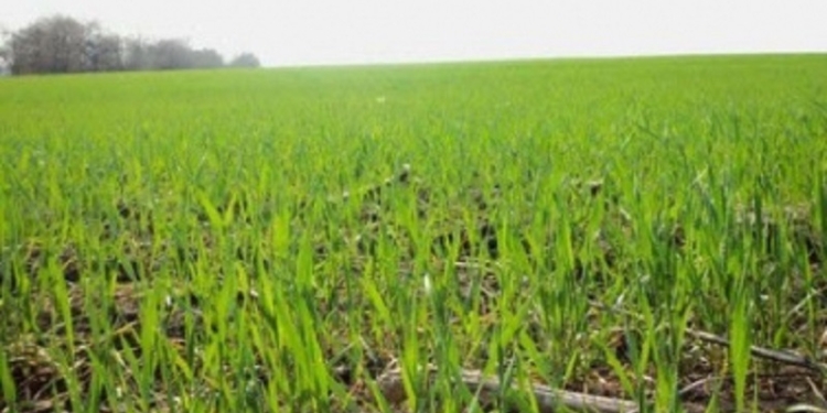 Николаевская область засеяла яровыми уже четверть прогнозируемых площадей