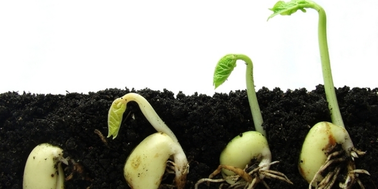 Удивляетесь, что не всходит? В Первомайском районе отец и сын подпольно производили «фирменные» семена