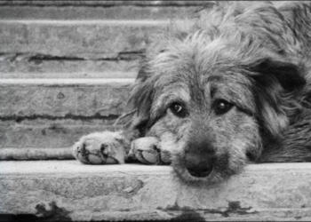 На этой неделе в Корабельном районе будут отлавливать бездомных животных