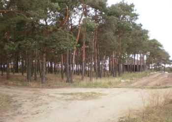 Почти юбилей: вот уже 10-й участок леса у маяка в Корабельном районе отсужены у «прихватизаторов»