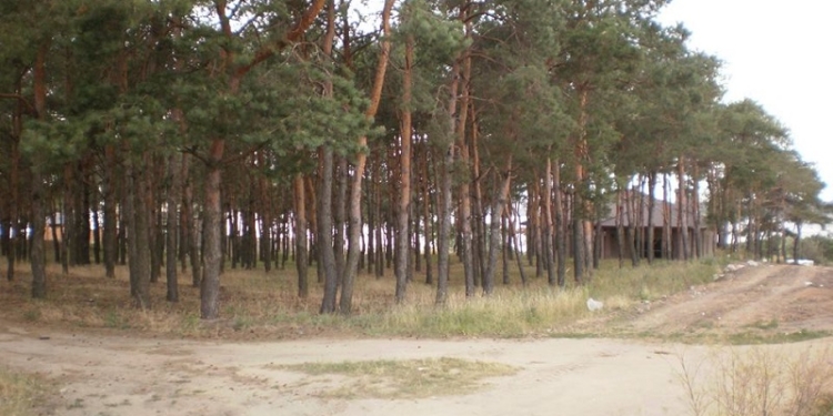 Почти юбилей: вот уже 10-й участок леса у маяка в Корабельном районе отсужены у «прихватизаторов»