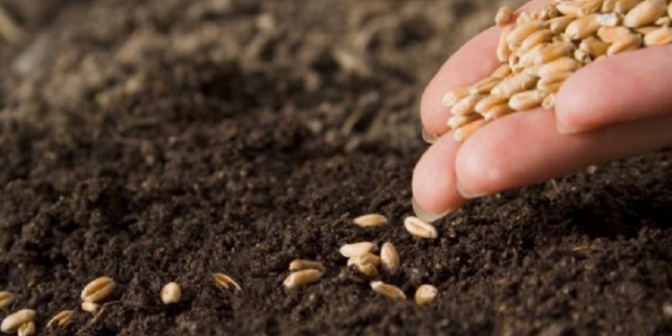 В Николаевской области ранними яровыми засеяли уже 67% запланированных площадей