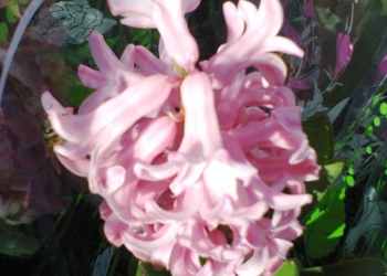 Мимоза на вес и нежизнеспособные дикоросы: кому 8 Марта, а кому…