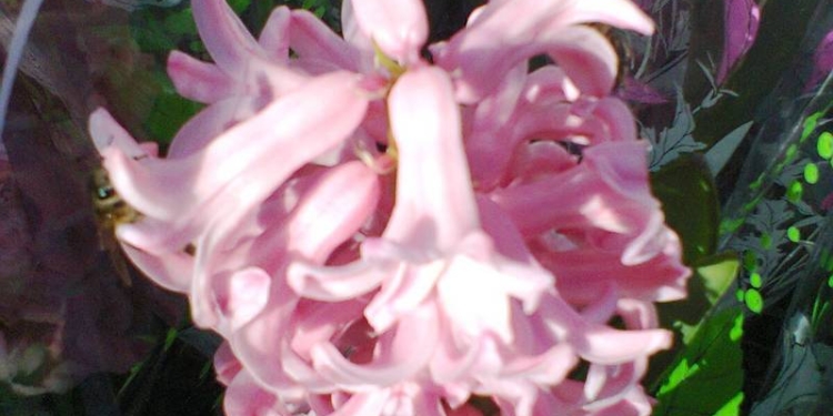 Мимоза на вес и нежизнеспособные дикоросы: кому 8 Марта, а кому…