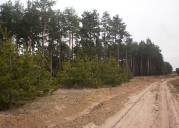 В Баловно-Матвеевском урочище посадили 10 тыс. саженцев крымской сосны и…новогодние елки