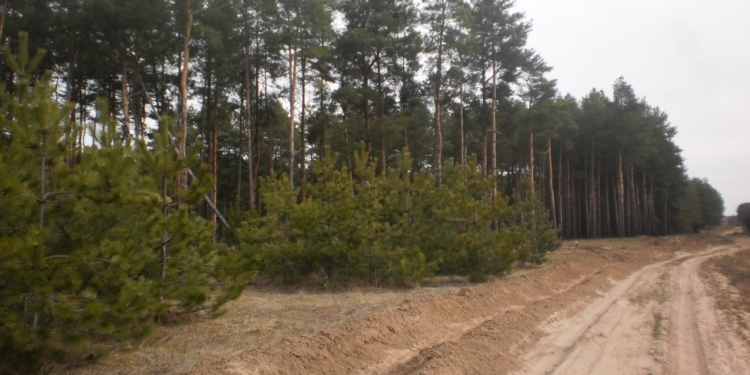 В Баловно-Матвеевском урочище посадили 10 тыс. саженцев крымской сосны и…новогодние елки
