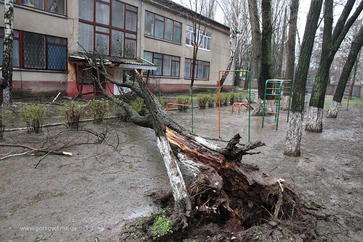 Потери посчитали: Ураган убил в Николаеве 240 деревьев 1