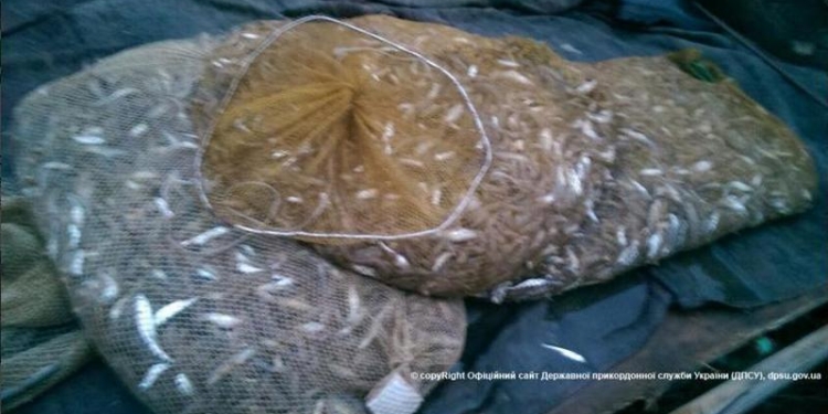 На Тендровской косе задержали браконьера с 53 тысячами креветок