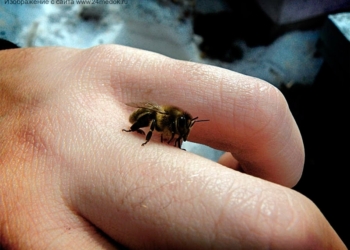 В Радсаде спасатели спасали пчел. От огня