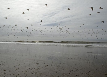 В Охотском море затонул траулер, более 50 погибших