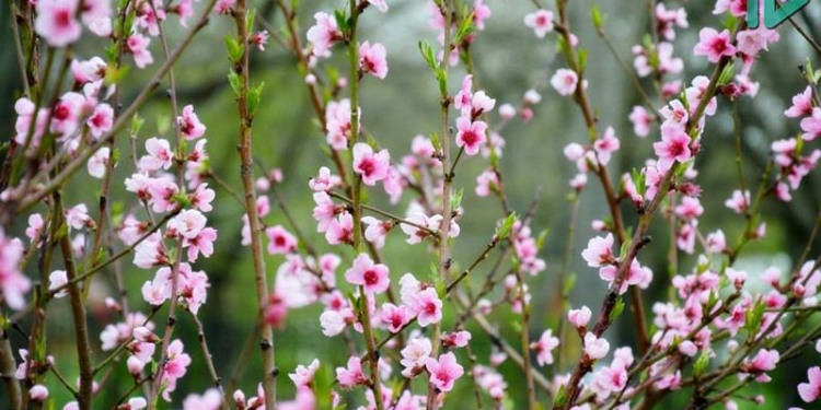 В мае украинцы будут отдыхать почти две недели