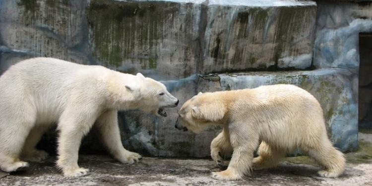 Со свиданьицем: в Николаевском зоопарке Зефирка и Нанук наконец-то увидели друг друга