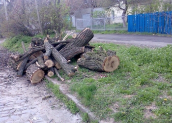 Как уродуют Николаев: общественница Антонина Галкина просит прокуратуру разобраться с обрезкой деревьев