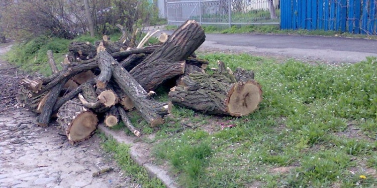 Как уродуют Николаев: общественница Антонина Галкина просит прокуратуру разобраться с обрезкой деревьев