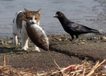 Коллектив «Николаеврыбоохраны» выразил недоверие своему руководителю Сергею Скоропаду