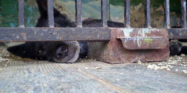 В Украине запретили передвижные зоопарки и выставки диких животных