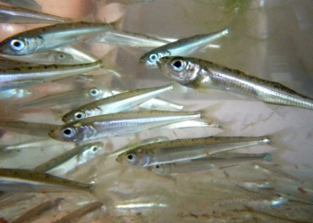 У Очакова «пауком» выловили 58 кг атеринки. А это запрещено