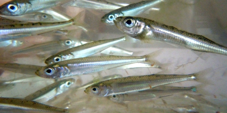 У Очакова «пауком» выловили 58 кг атеринки. А это запрещено