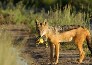 На ферму в Очаковском районе забрел бешеный шакал