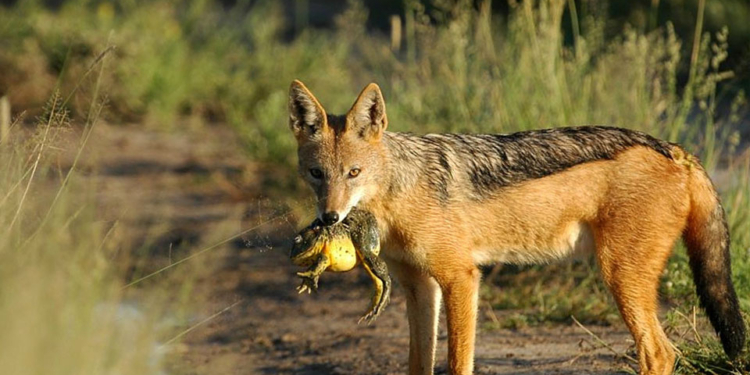 На ферму в Очаковском районе забрел бешеный шакал